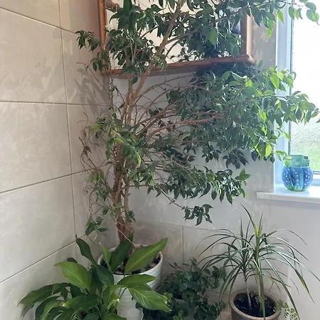 Peaceful Family Retreat Near Gloucester Road Bristol